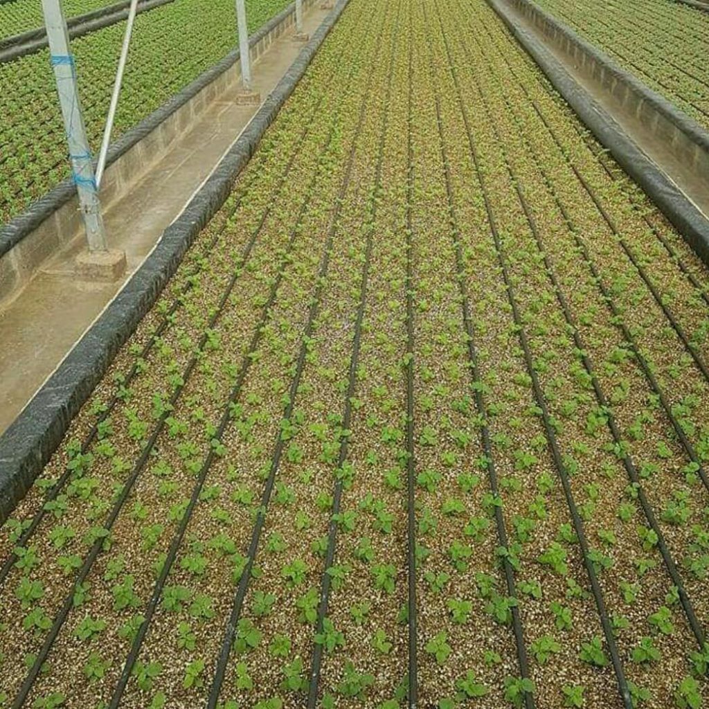 crops grow in vermiculited soil