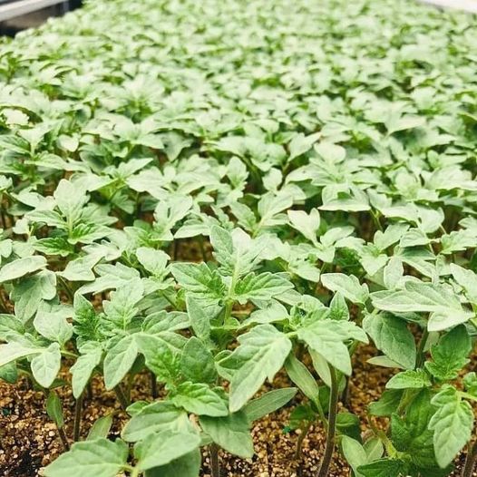 Tomatoes growing healthy in vermiculite