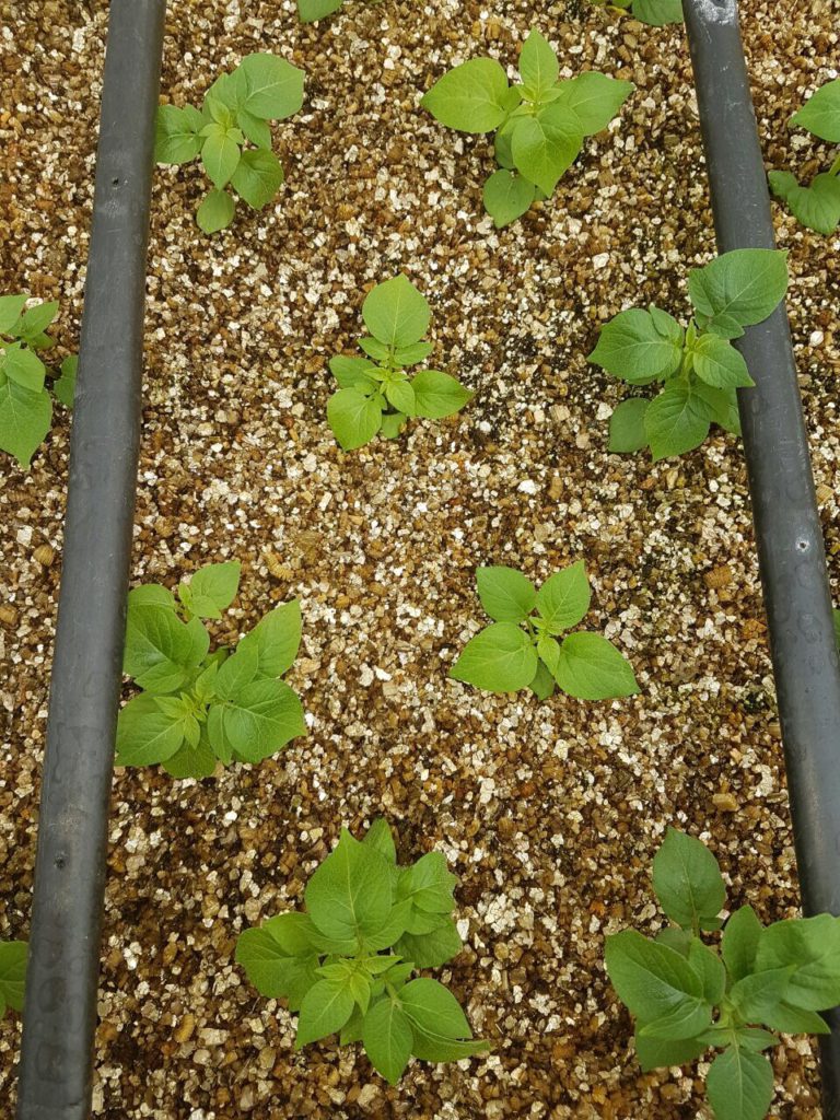 Farming with vermiculite in Kenya